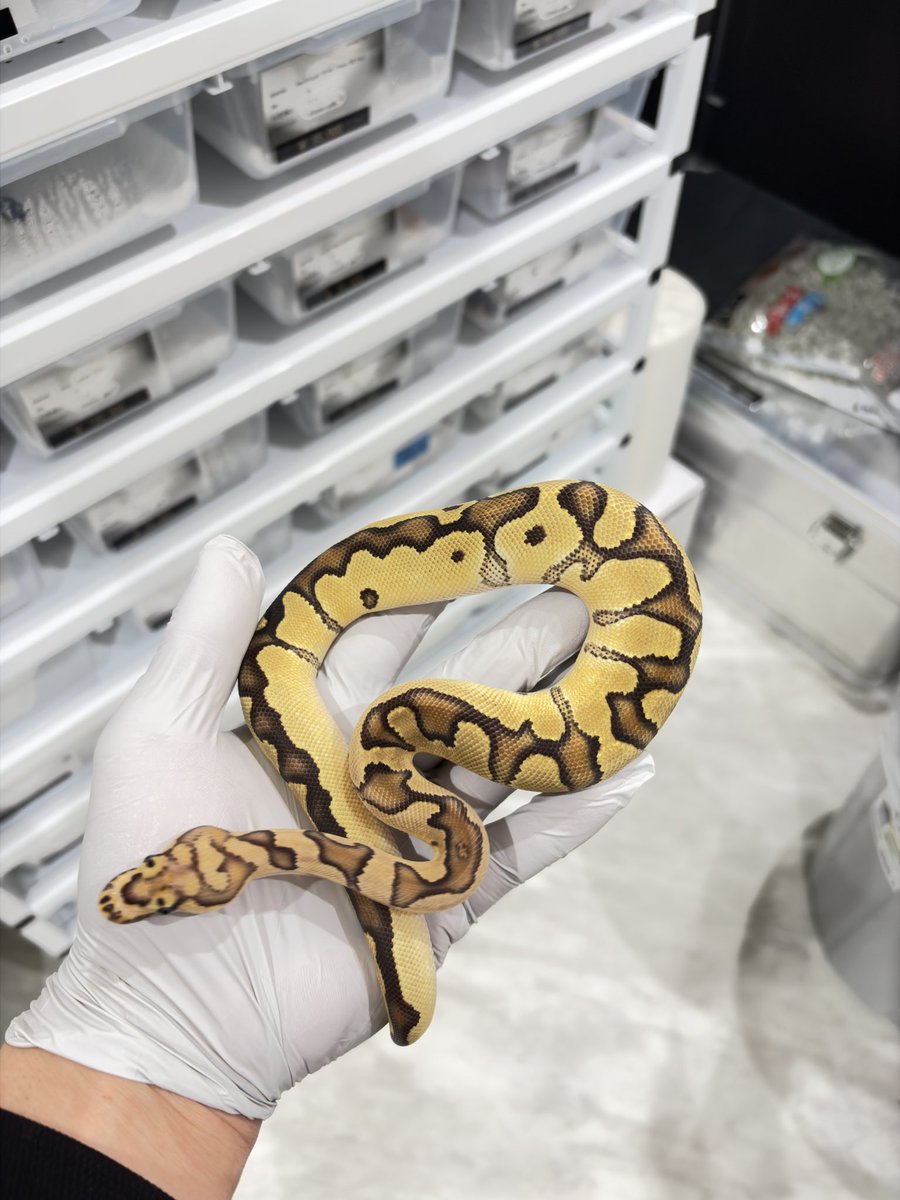 810lasucivia tweet media