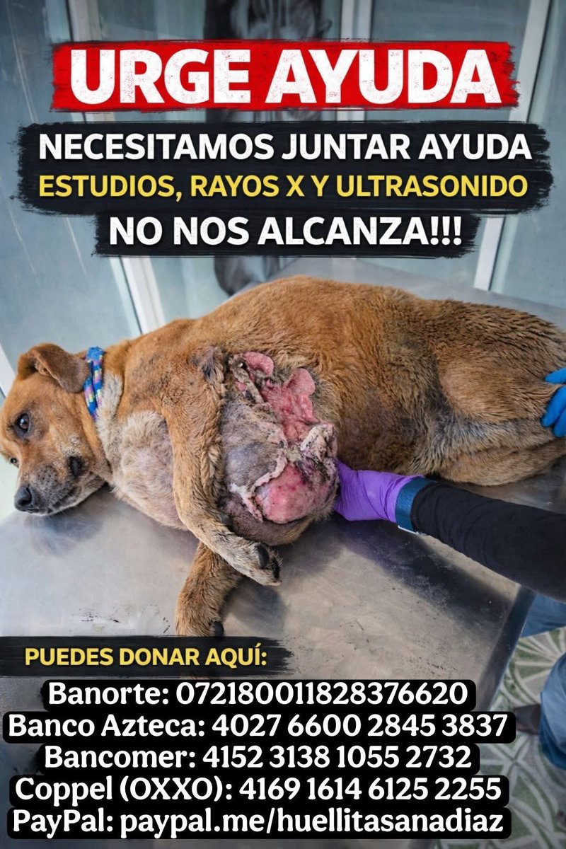 Huellitas amor sin fronteras tweet media