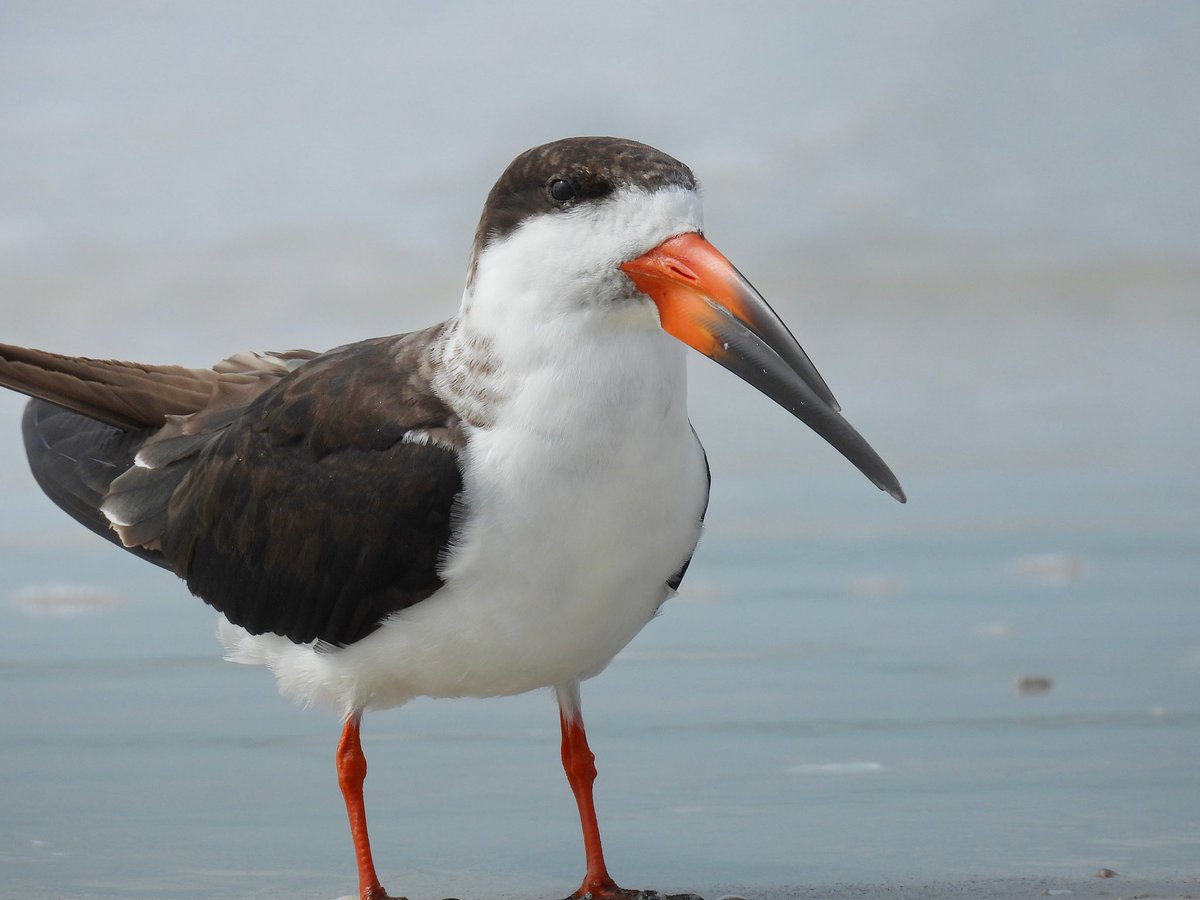 temmie 🌱 tweet media