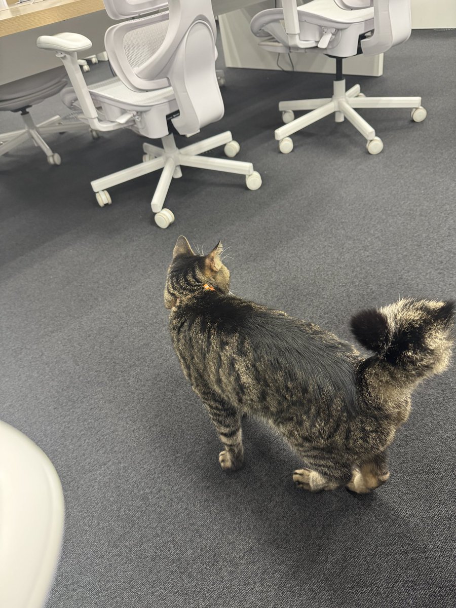 和田まお tweet media