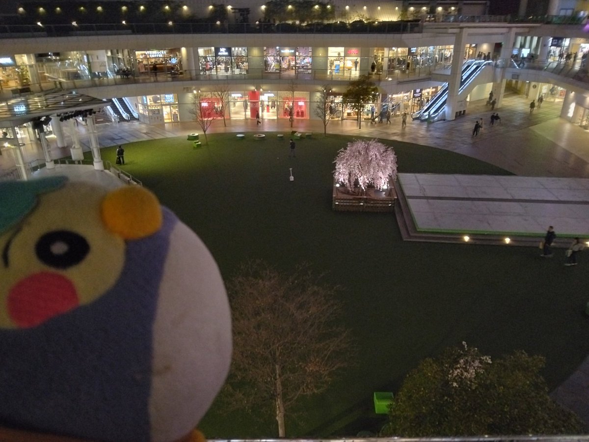 桜ハリネズミ(がちゃみん) tweet media