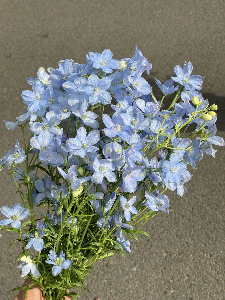 백이로 tweet media