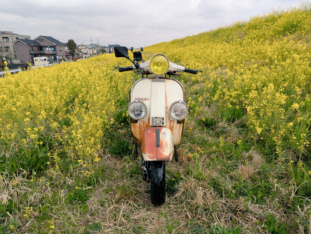 antique_cube's tweet photo. お散歩♪(´―`)春を探しに♪
菜の花が満開でした♪
#Vespa
#P200E https://t.co/fFv9unM5Nd