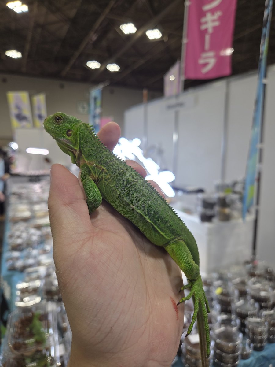 ぴーちゃん (合)Bebe Rep. 3/28.29【ナゴヤレプタイルズワールド】に出店します tweet media