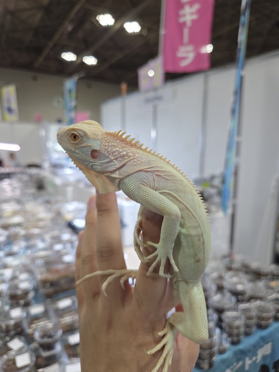 ぴーちゃん (合)Bebe Rep. 3/28.29【ナゴヤレプタイルズワールド】に出店します tweet media