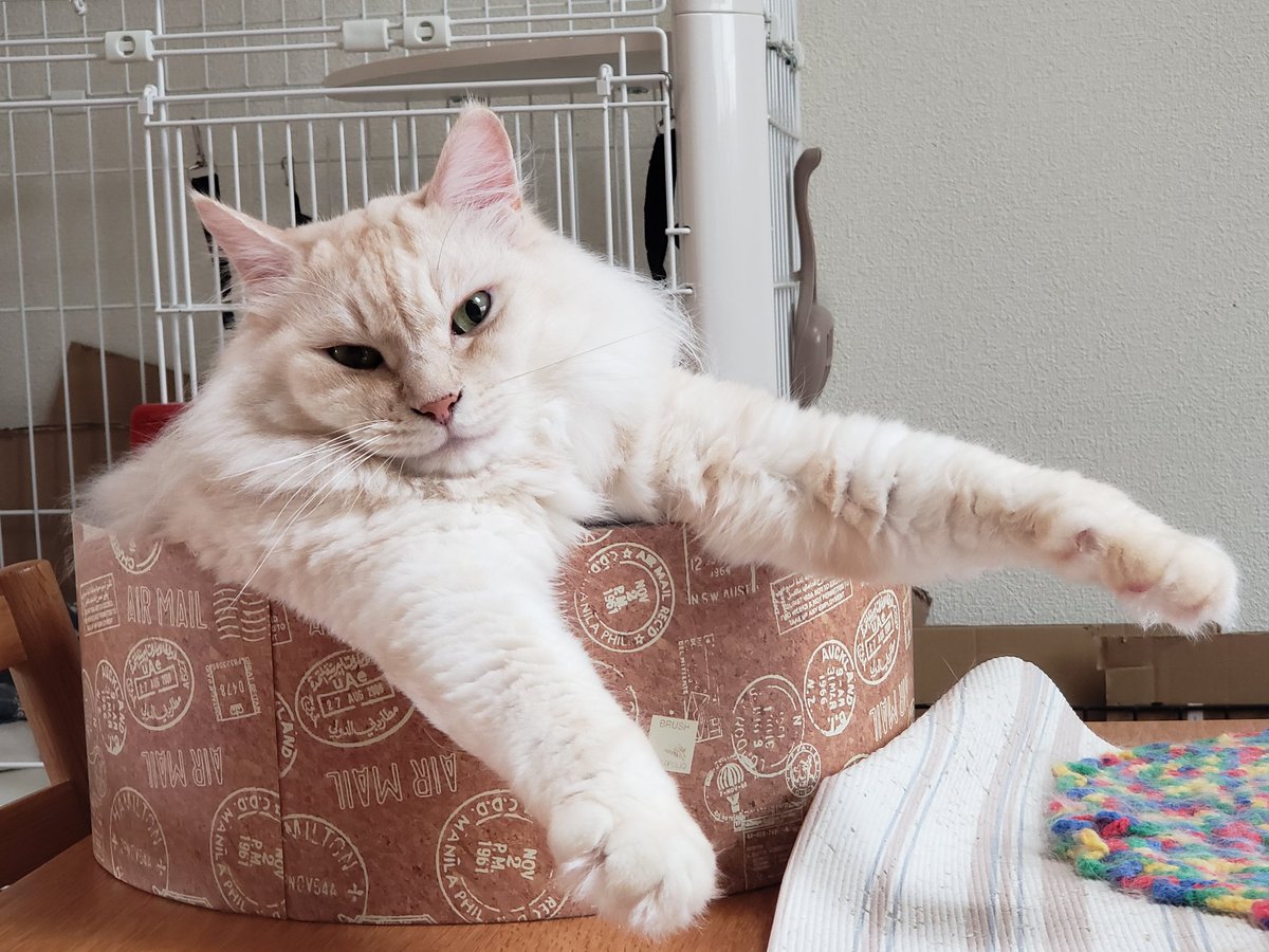 相対幸福メデタイぼ~い⭐バジ⭐ tweet media