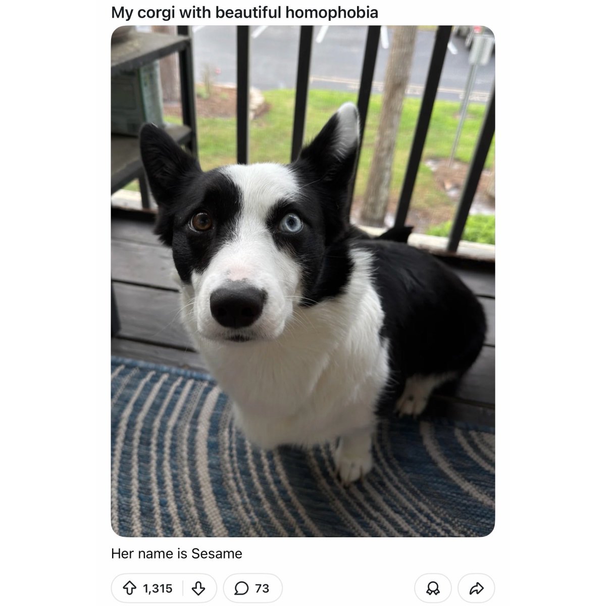 LiloTheCorgi's tweet image. I hope they meant heterochromia… if not, that’s wild for a dog to be open about that 💀#oops #corgi #corgicrew