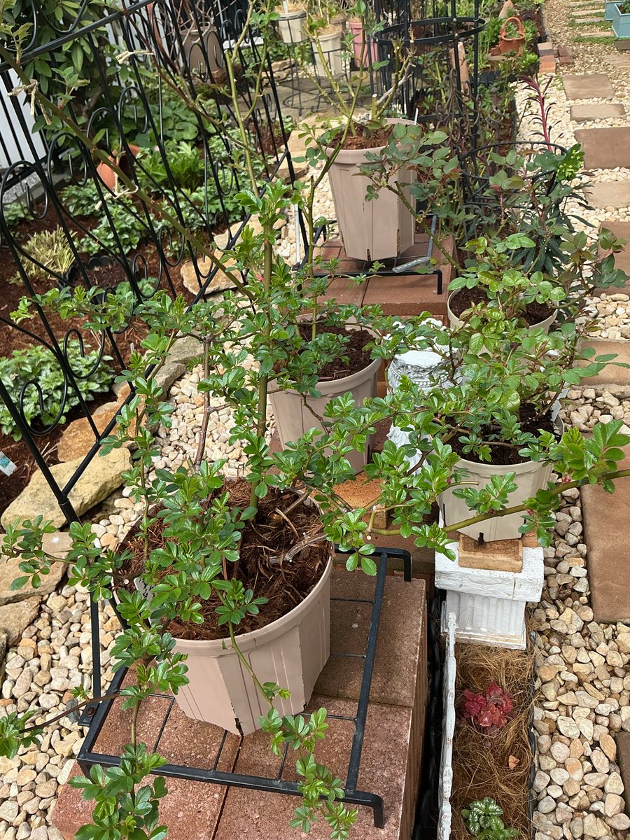 気温10度　風なしの曇天　

カルシウム散布日和〜😆

ピキャットクリア50ppmにカルシウムを混ぜて
バラだけじゃなく他の植物にも散布！(ついでに多肉にも)

病気が出やすい環境なのでカルシウムで植物の細胞強化
どうも来月中には夏日にもなるみたいだしね
昨日から芽出し肥をあげ始めました