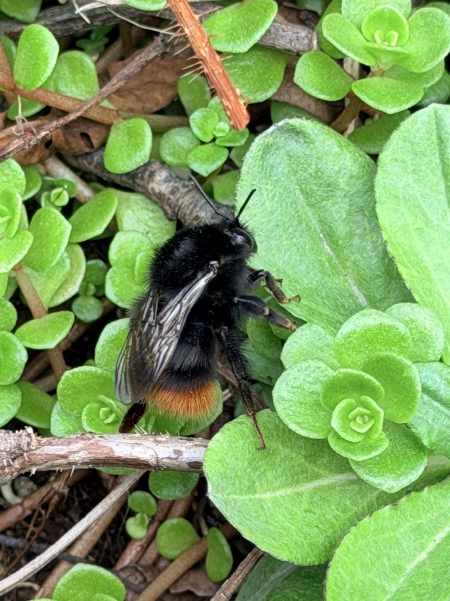 桑水流みき🎨ლ(•Ӫ•)ლ tweet media