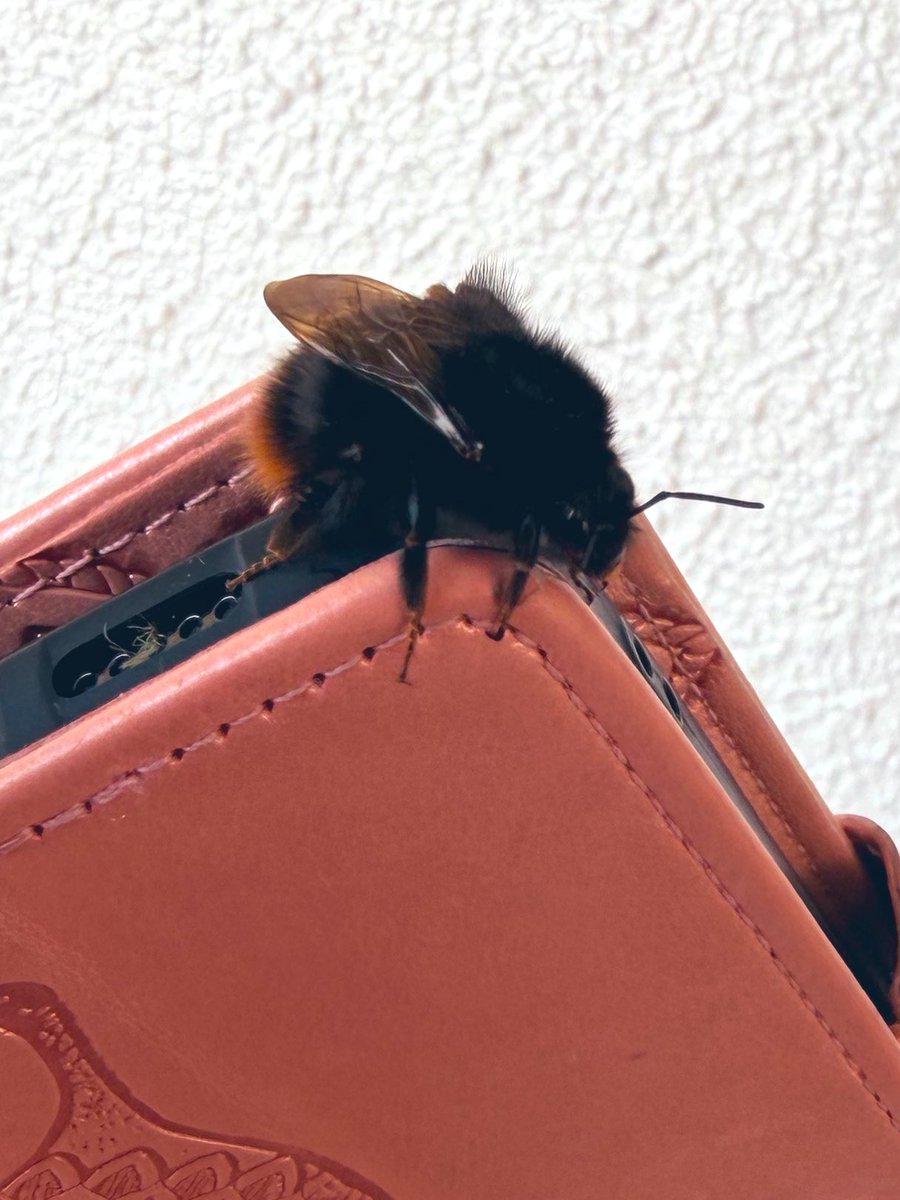 桑水流みき🎨ლ(•Ӫ•)ლ tweet media