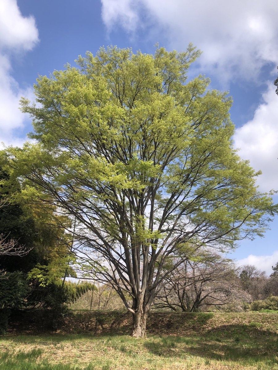 コウチ（河内） tweet media