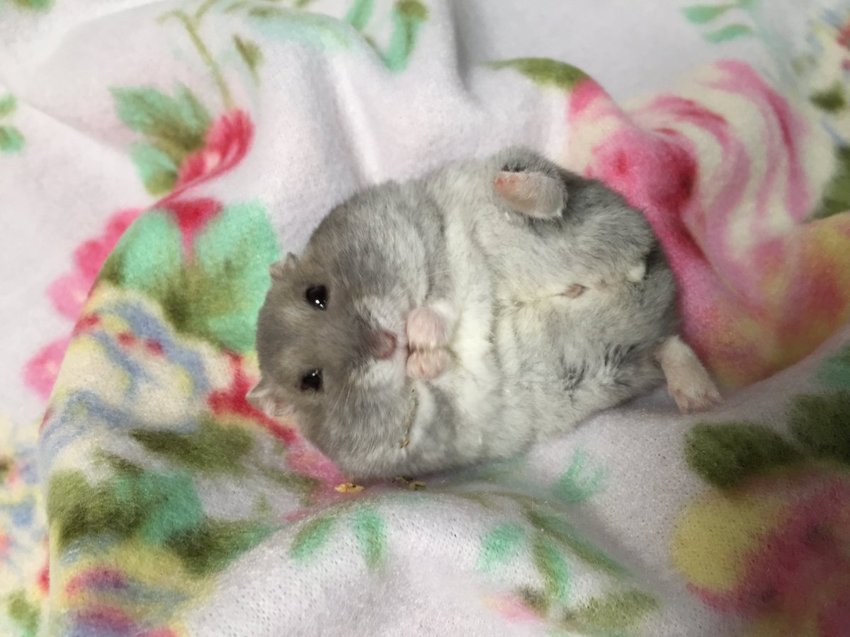 ぴっぴ tweet media