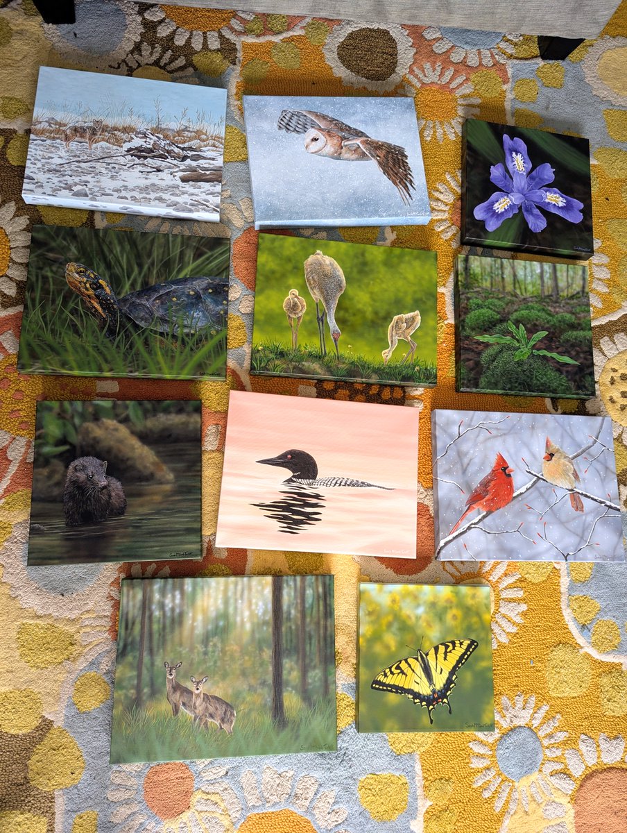 ArtistSarahMT's tweet photo. The OSFN collection to date! We have 11 paintings completed, 2 more almost done, and hopefully 2 more to go to round out to 15 paintings this month - and we have now raised $557.12 in donations to conservation through the challenge 🎉 Who should we add? 

https://t.co/kInt0c3iw7 https://t.co/38I0THkq1t