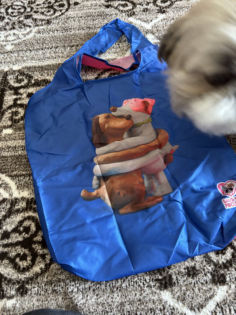 茶々丸🐶😁✨ tweet media