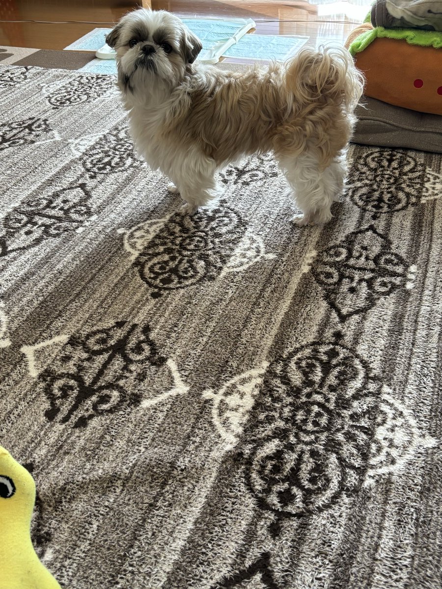 茶々丸🐶😁✨ tweet media