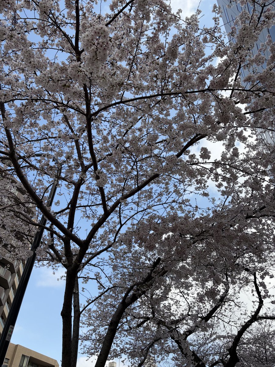 ミソ・ジ・ナガオカ tweet media