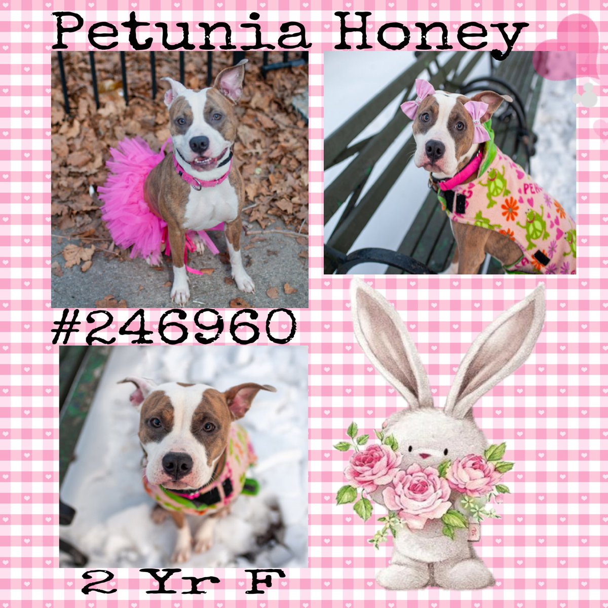 Quinnqueens's tweet image. #FridayFirstClass🏆
Petunia Honey #246960
#ManhattanACC 2 Yr F
Playful, wiggly, excited 4 attention. Borough Break Buddy says, “she’s so sweet, loves walks &amp;amp; exploring everything. Did well passing other 🐕.” Best in 🏡 w/no tiny humans. #AdoptMe 💝
nycacc.app/browse/246960