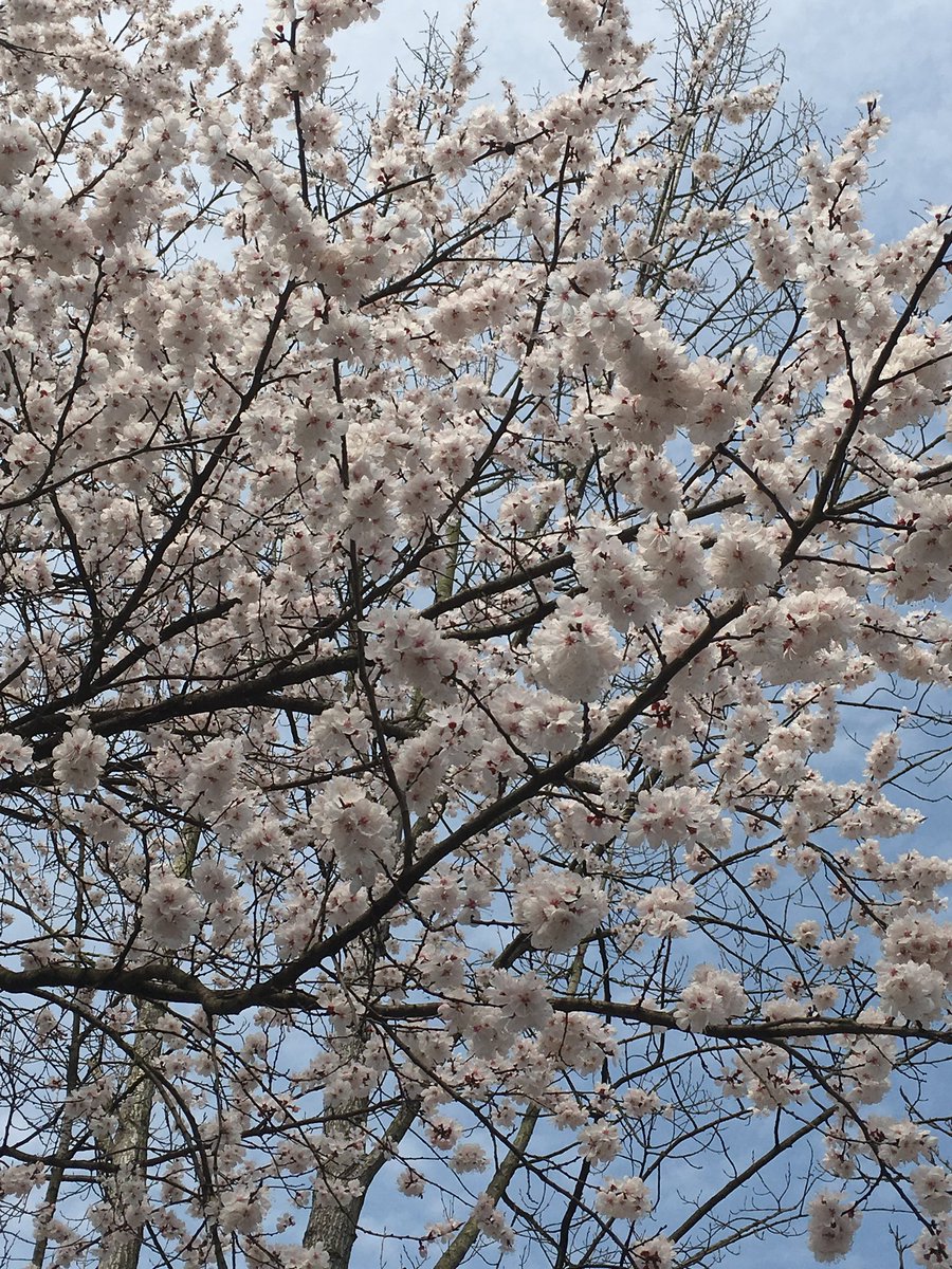 miaoxingW's tweet photo. 屋上春鸠鸣，
村边杏花白。
持斧伐远扬，
荷锄觇泉脉。

On the roof a spring dove calls,
by the village the apricot blossoms are white.
With an axe he goes to fell the tall trees afar;
with a hoe he searches for the hidden spring.

—— 王维《春中田园作》 https://t.co/7FLHFJ6tV6