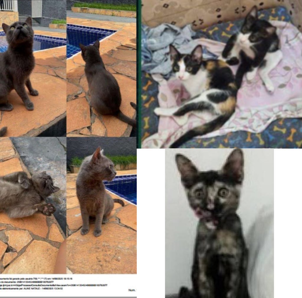 caroline tweet media