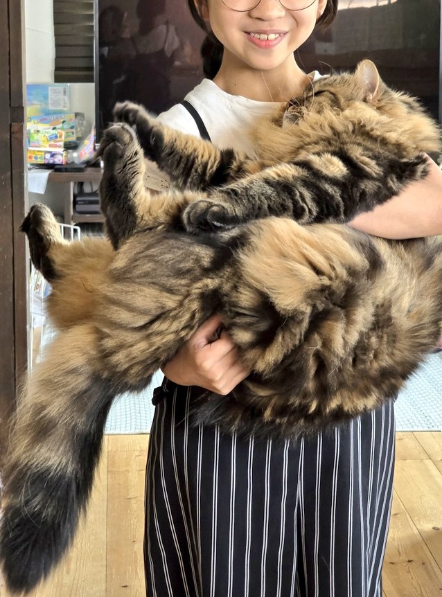 ズバッと猫軍団 クロエ/リオン/ソル/マニ tweet media