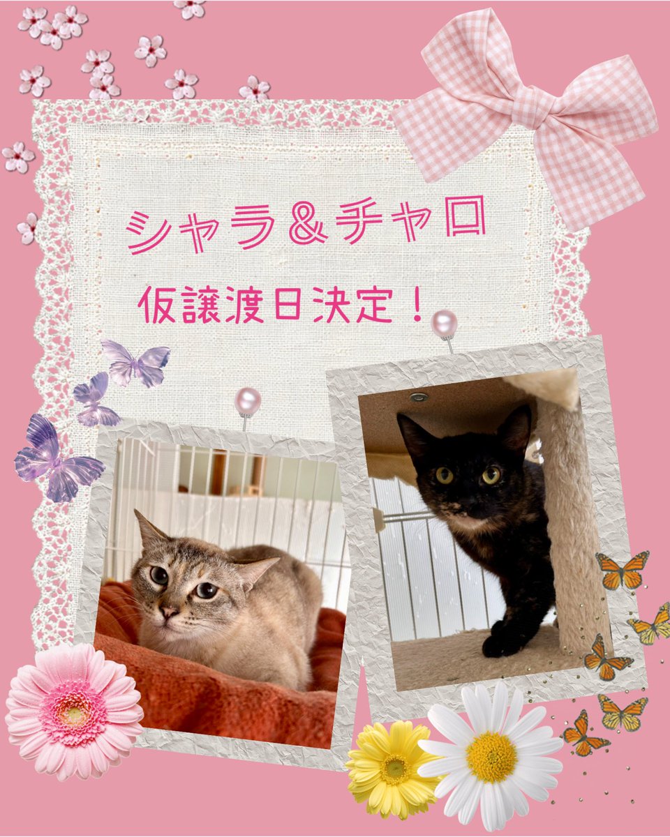チャロ＆シャラ、仮譲渡日決定‼️ デビュー前のふたり 里親希望者様と 
