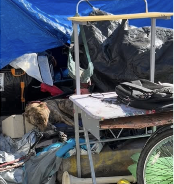 JoeyTuccio tweet media