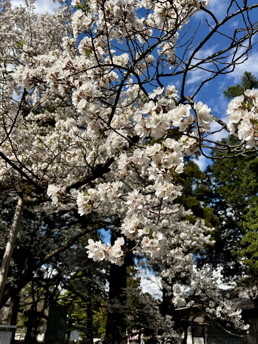 japantotheworld.com tweet media