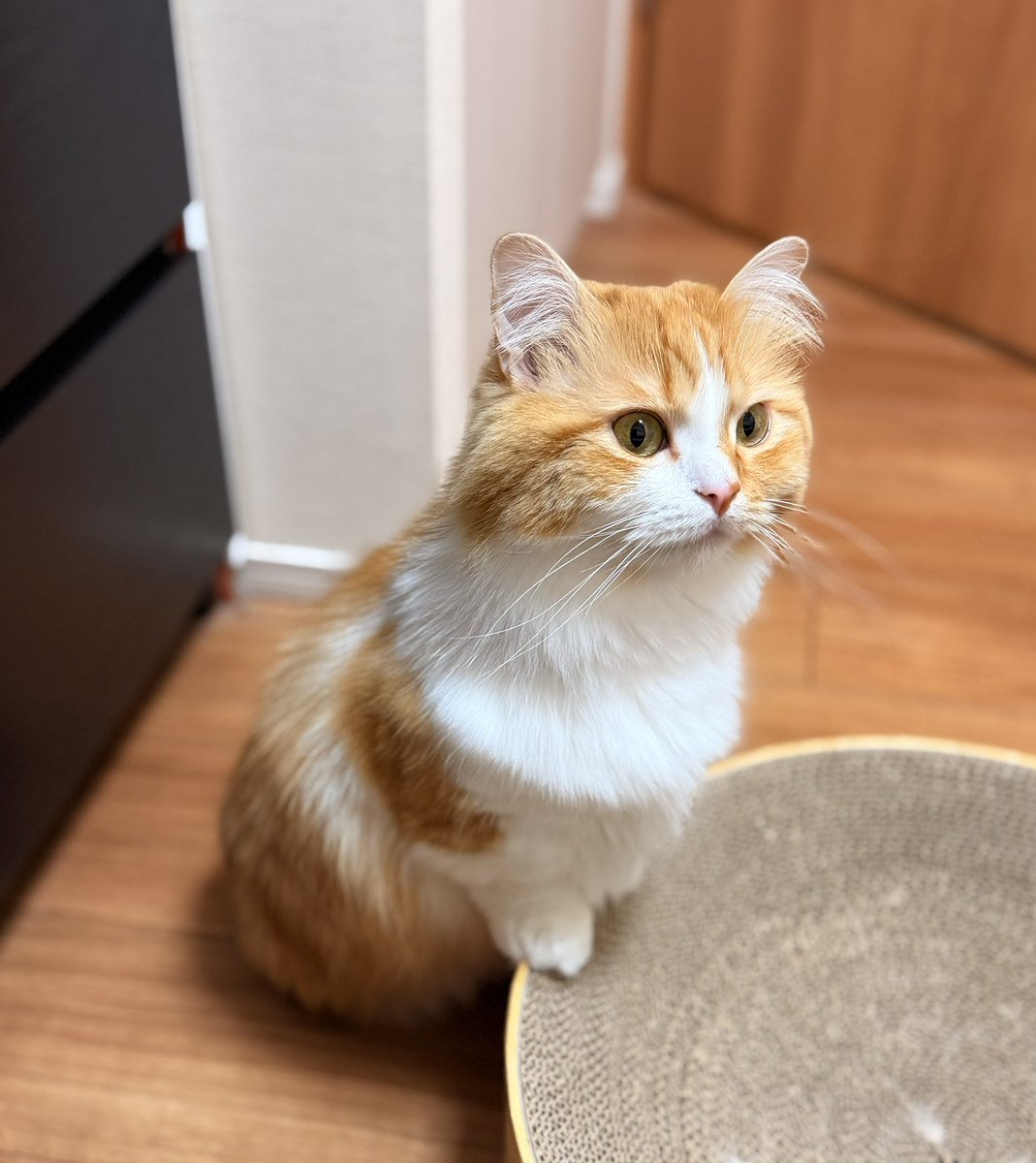 猫のこばん tweet media