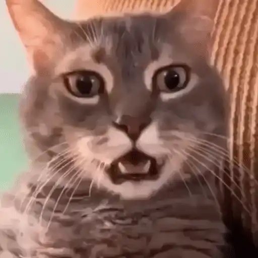 King Leader tweet media