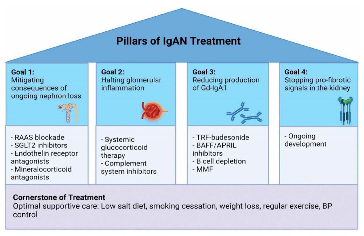 edgarvlermamd's tweet photo. Pillars of IgA Nephropathy #IgAN Treatment 
#ISNWCN 🇯🇵 #WCN26 🇯🇵 #WCN2026 🇯🇵
#Nephpearls 

👉🏼 https://t.co/o39xxa0Ifr https://t.co/lRNsoLds0e