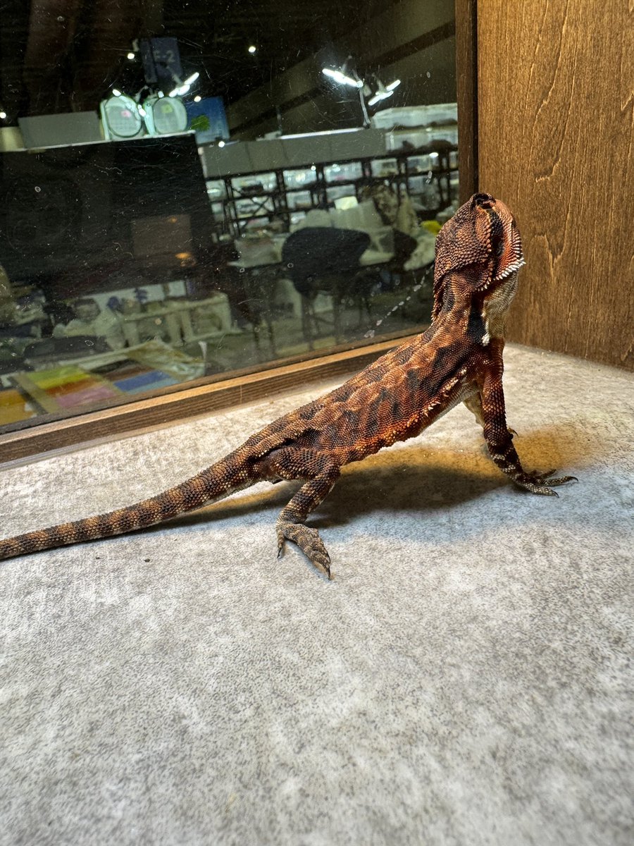 GUNGNIR ANIMALS tweet media