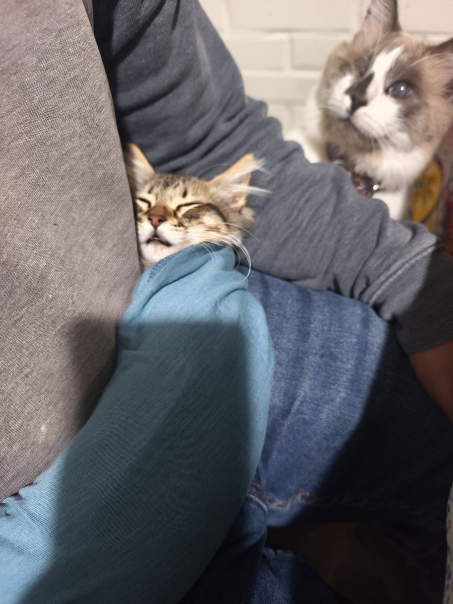 Jo Moni Moni tweet media