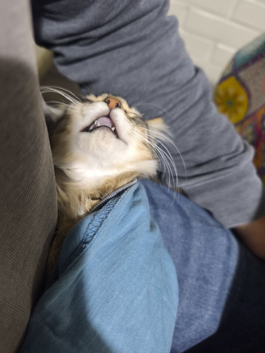 Jo Moni Moni tweet media