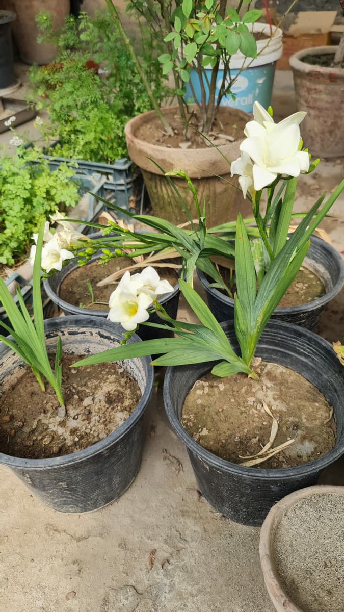 drkhalidee tweet media