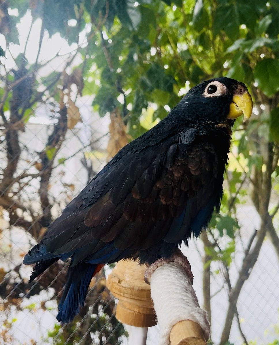 羽音(ばね) tweet media