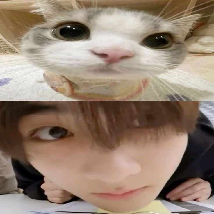 nana ୨ৎ ENHYPEN IS 7 tweet media