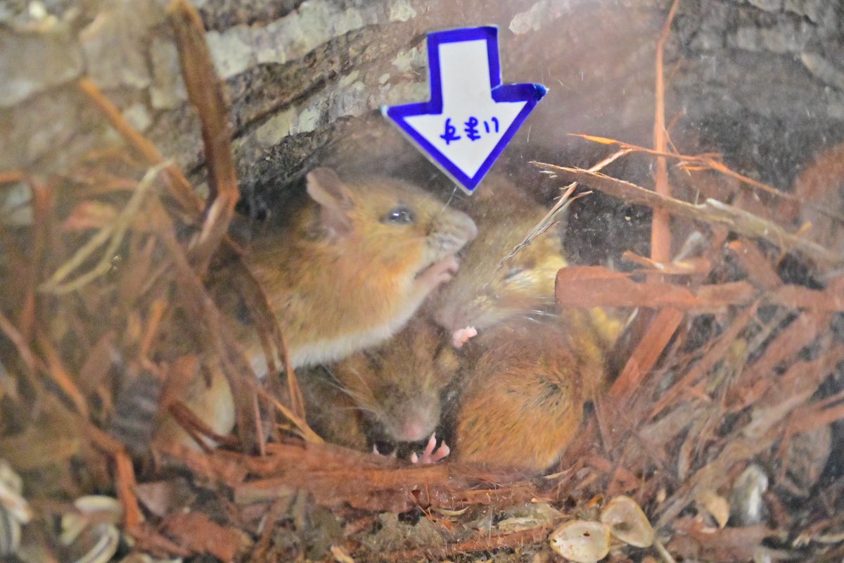 にんじゃ tweet media