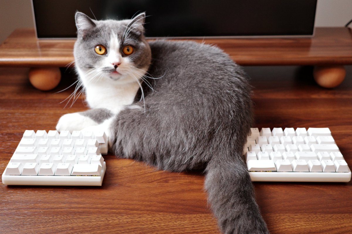 NocFree's tweet photo. Imagine working while your cat is in the middle.🐈
Just one more reason to love a split keyboard.
#NocFree #SplitKeyboard #cat #TypingComfort #DeskSetup #TypingExperience #WorkFromHomeGear https://t.co/ykYoxiY2Rg