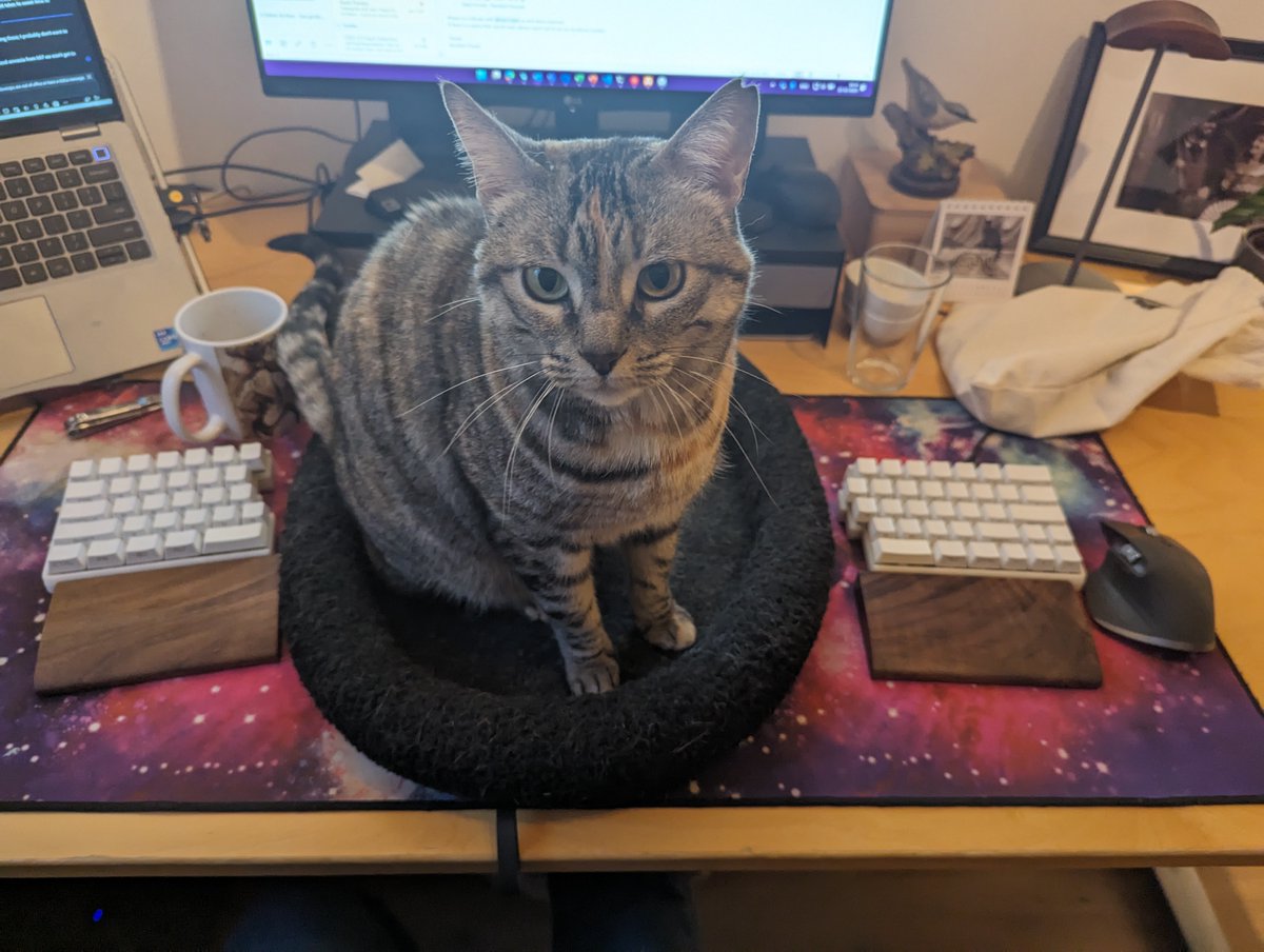 NocFree's tweet photo. Imagine working while your cat is in the middle.🐈
Just one more reason to love a split keyboard.
#NocFree #SplitKeyboard #cat #TypingComfort #DeskSetup #TypingExperience #WorkFromHomeGear https://t.co/ykYoxiY2Rg