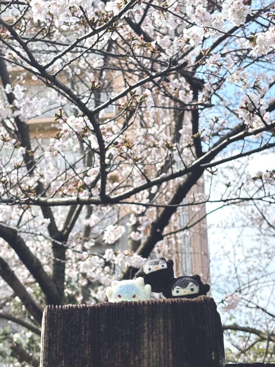 お旅🪂 tweet media