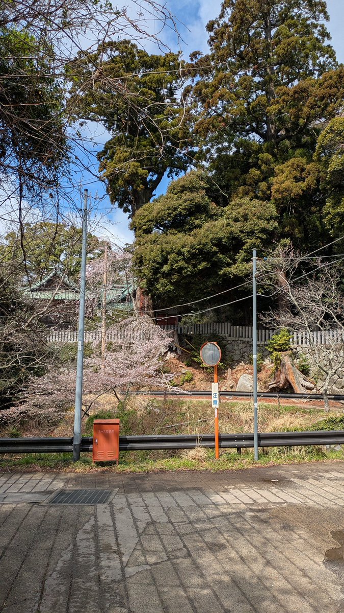 きのこスミレ tweet media