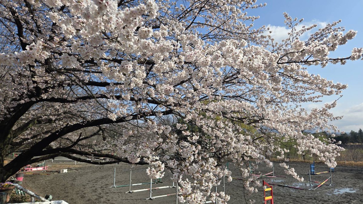 Akagi_RC's tweet photo. 本日（3/28）の赤城乗馬クラブの桜🌸

良い感じに仕上がってまいりました！🌸

昨日の夜に少し☔降ったみたいですが、良い天気！🌞

🌞本日もお花見乗馬日和です！🐴🌸

#お花見 #赤城乗馬クラブ #乗馬体験 #お花見乗馬 https://t.co/HIdrf2Jl9k