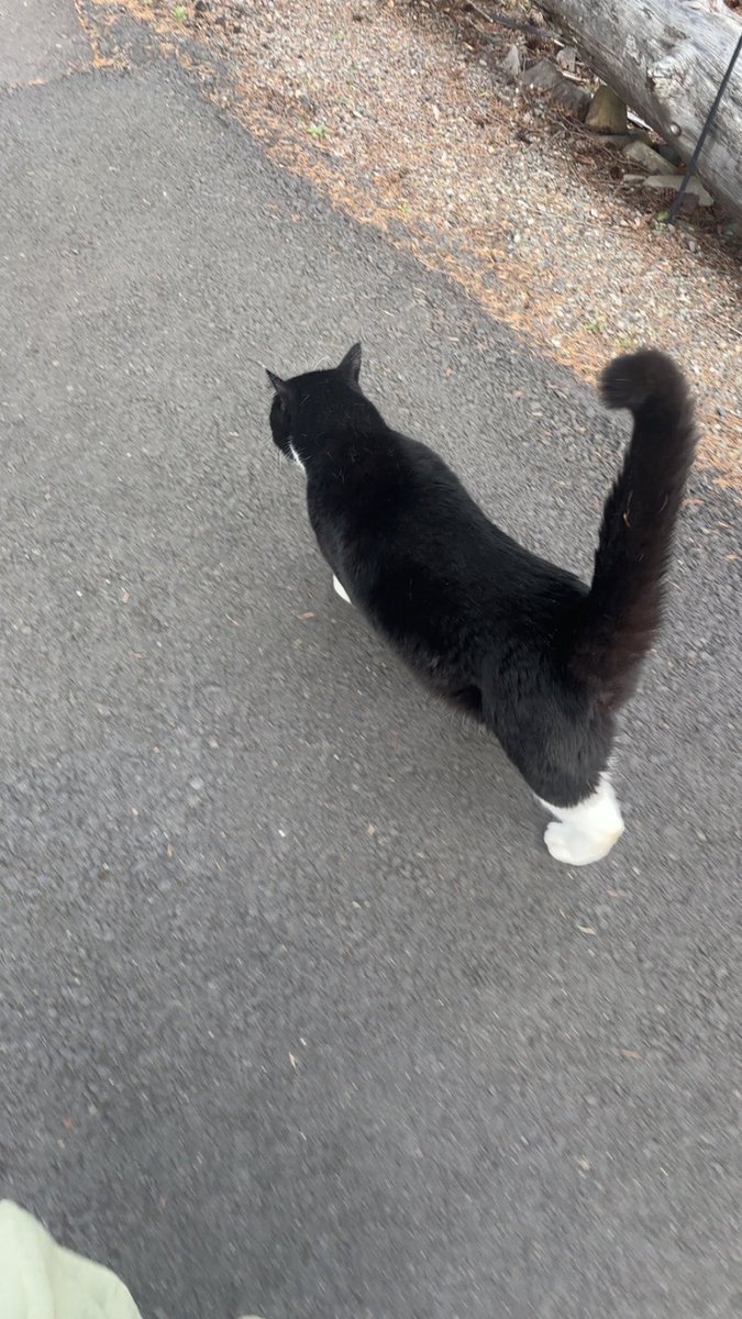 ˗ˏˋ ✴︎˚｡⋆ haze ⋆｡˚⟡ˎˊ˗ tweet media