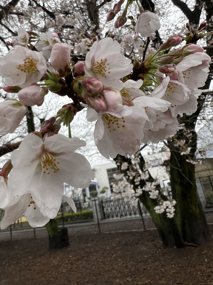 Yuuki@秋田犬しの tweet media