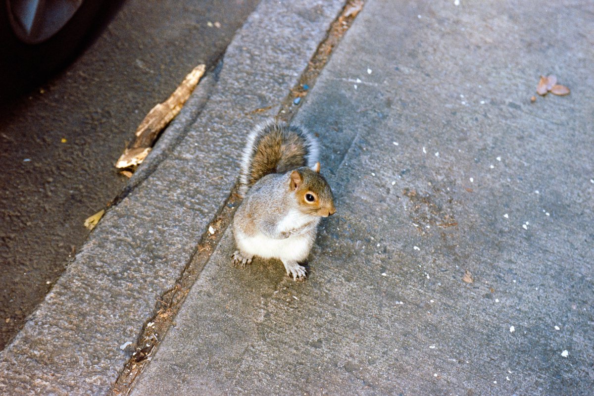 Cyan, like the color tweet media