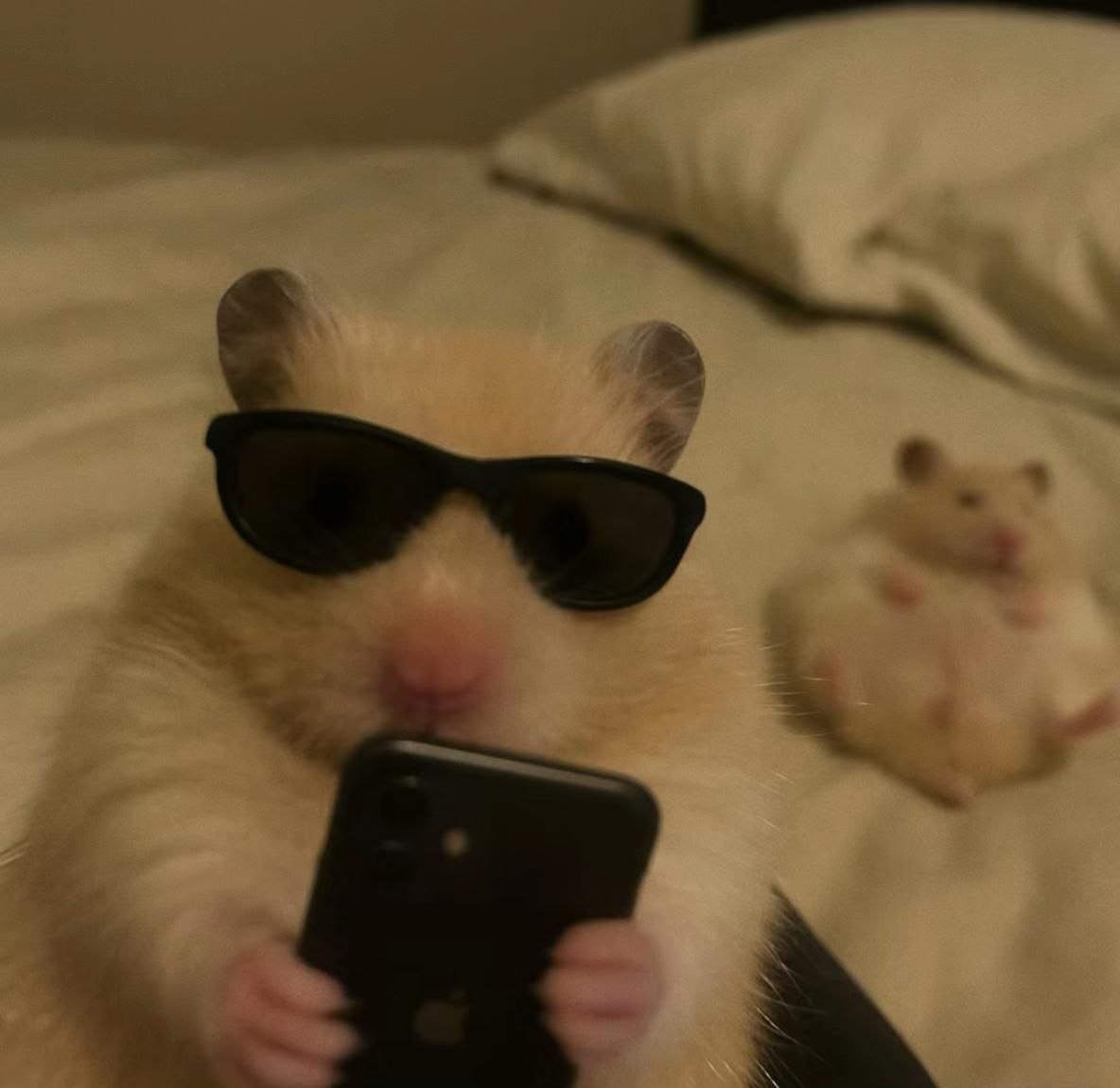 Tweets Of Hamster tweet media