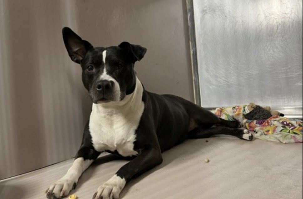 Tootsismyname🏴☠️ tweet media