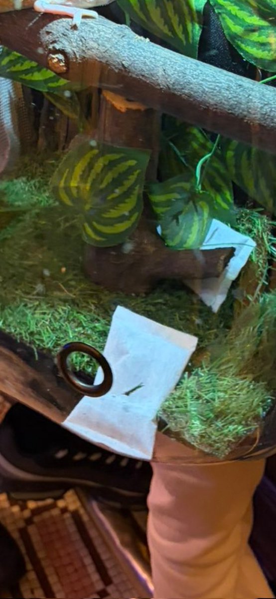 max (=ↀωↀ=) ⚧️ tweet media