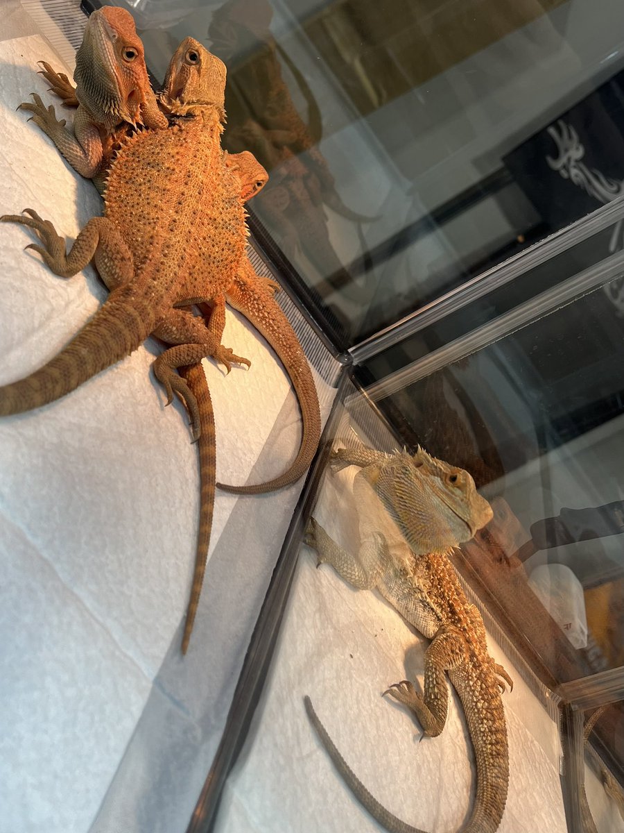 Suke Rep 神戸店 tweet media