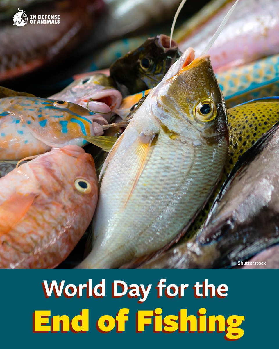 IDAUSA's tweet image. On World Day for the End of Fishing, we join advocates worldwide to end the exploitation and killing of aquatic animals. Trillions suffer every year despite clear science they feel pain. Their lives matter. #WoDEF #EndFishing #Veganism
Learn more: bit.ly/4sKdMbo
Pls RT